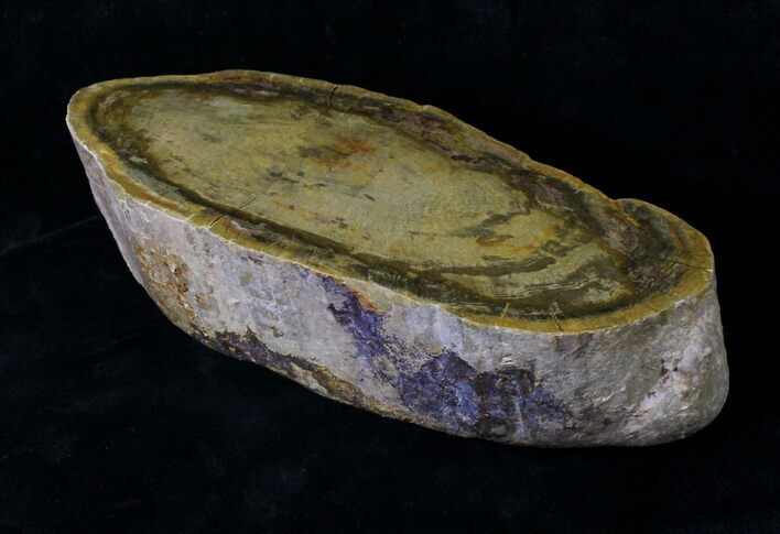 Polished Petrified Wood Log Heel - Australia #19509